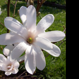 Tapeta kvet_bile_magnolie
