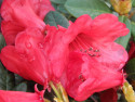 Tapeta Květ červeného rhododendronu