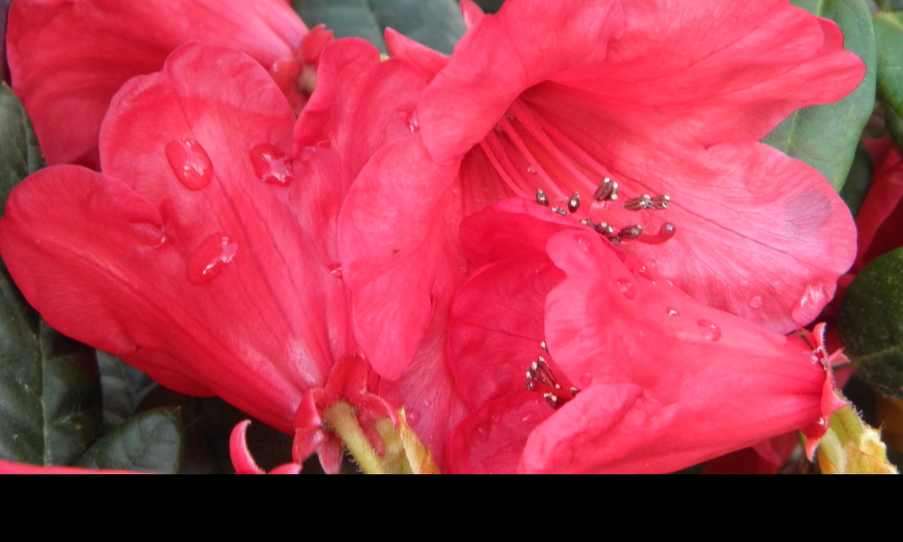 Tapeta kvet_cerveneho_rhododendronu
