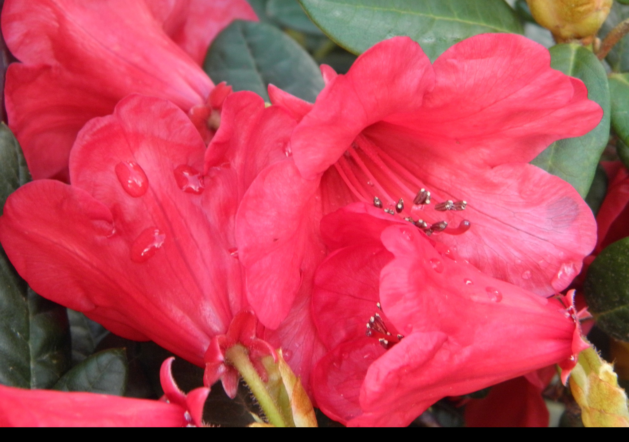 Tapeta kvet_cerveneho_rhododendronu