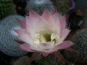 Tapeta Květ kaktusu