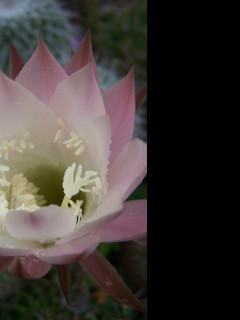 Tapeta kvet_kaktusu