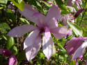 Tapeta Květ magnolie fialové