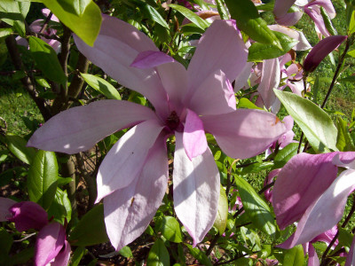 Tapeta: Kvt magnolie fialov