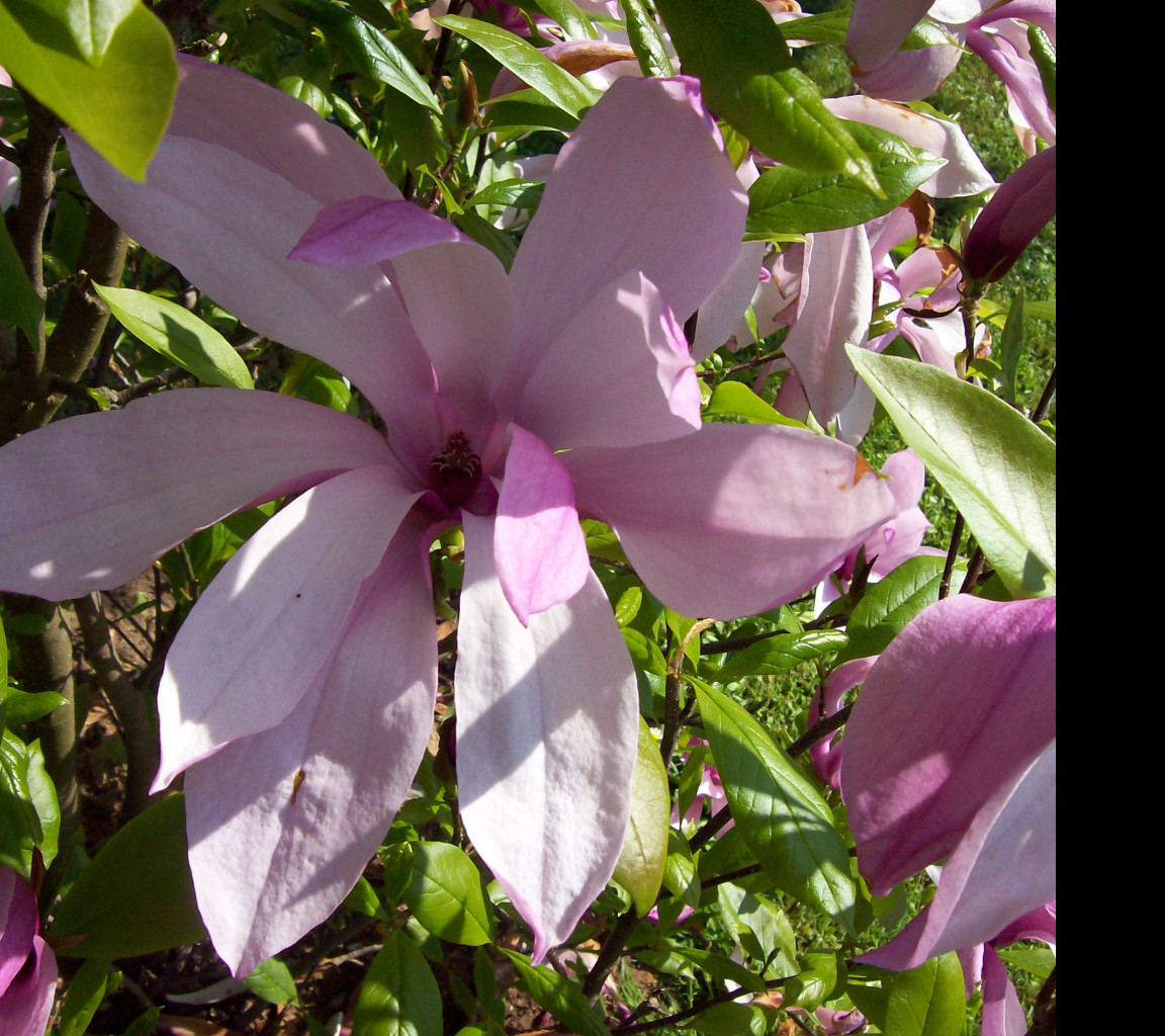Tapeta kvet_magnolie_fialove