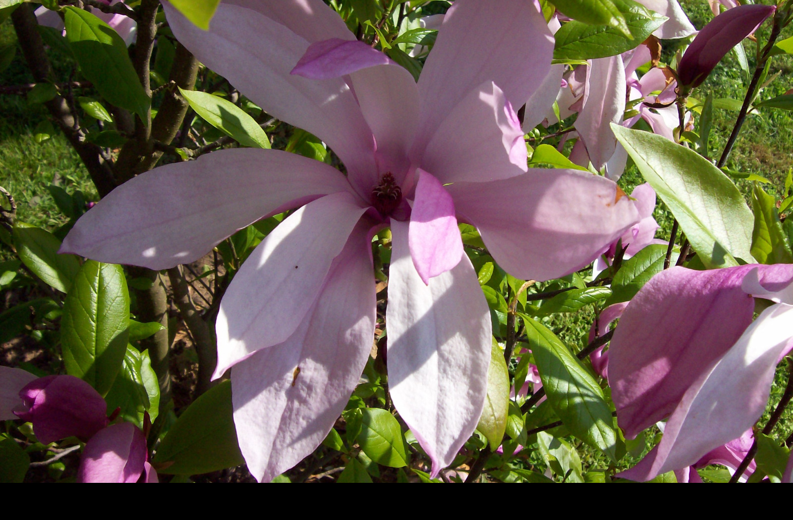 Tapeta kvet_magnolie_fialove