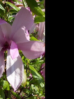 Tapeta kvet_magnolie_fialove