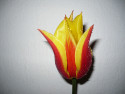 Tapeta květina tulipán