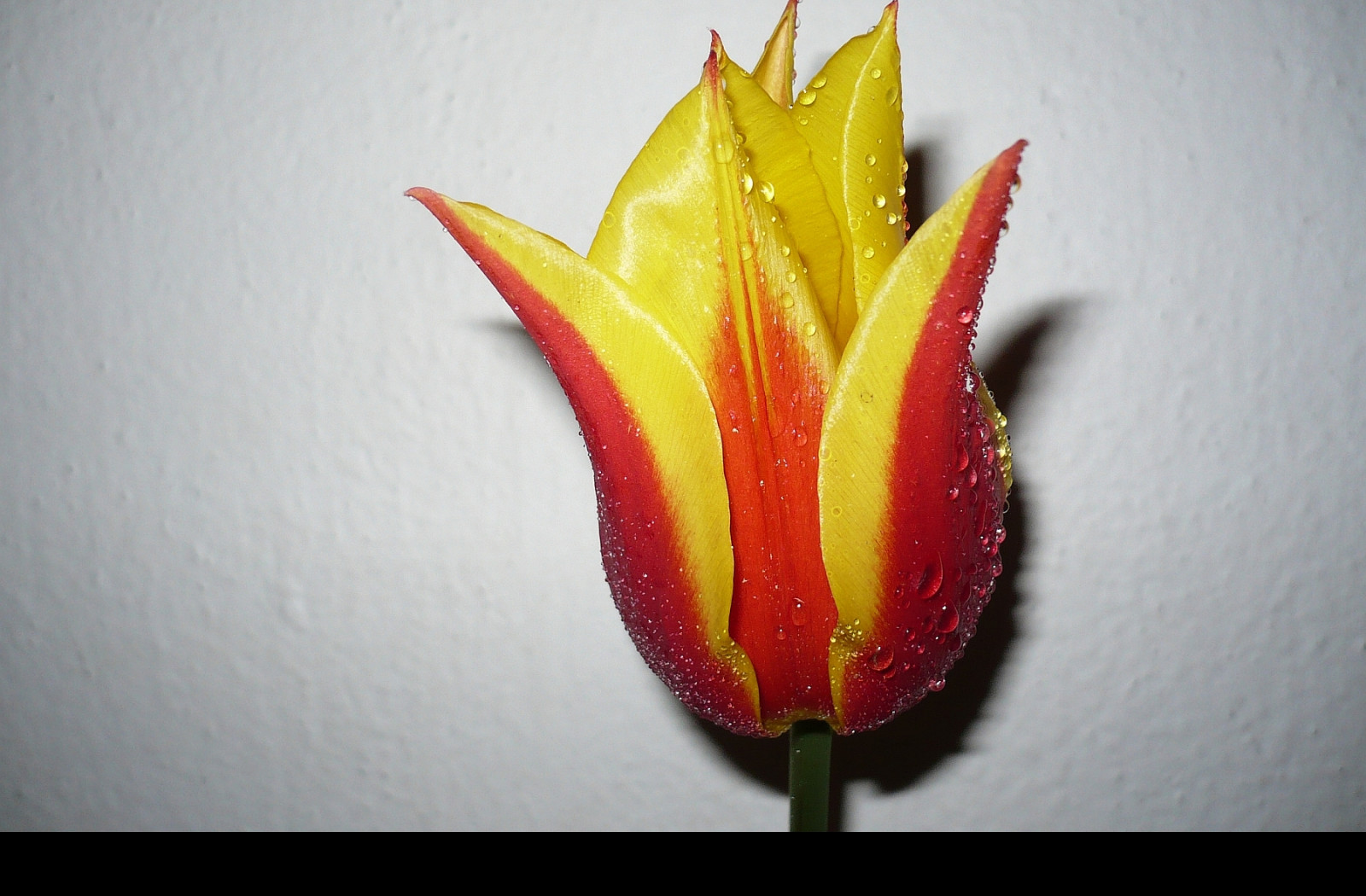 Tapeta kvetina_tulipan