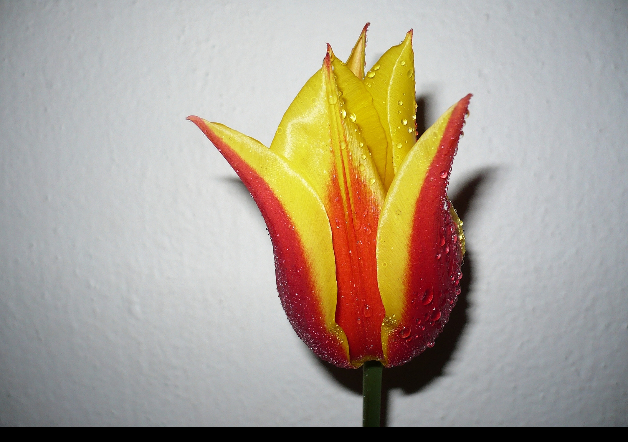 Tapeta kvetina_tulipan