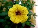 Tapeta Květina žlutá