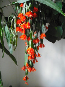 Tapeta: kvetocí kaktus