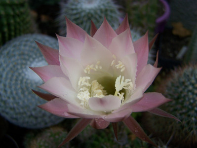 Tapeta: Kvetouc kaktus