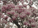 Tapeta Kvetoucí magnolie