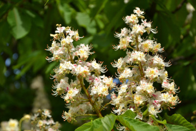 Tapeta: Květy kaštanu