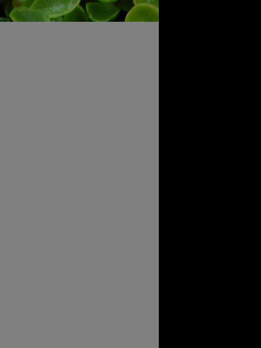 Tapeta kytisky10
