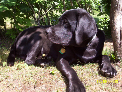 Tapeta: labrador