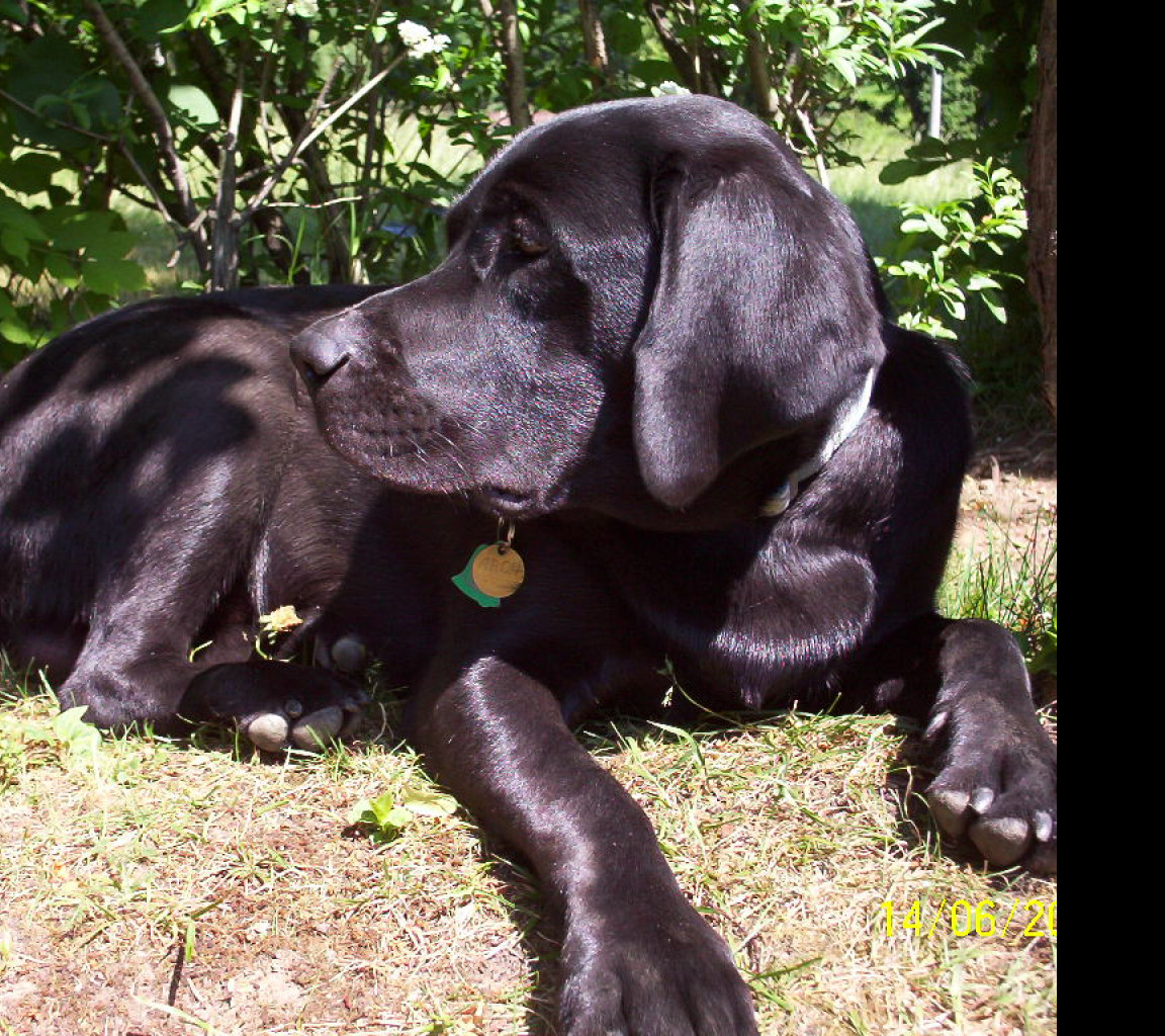 Tapeta labrador_aron