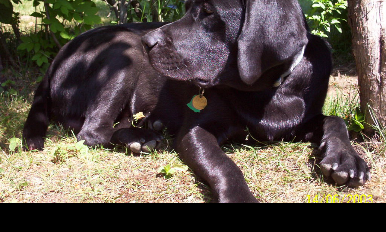 Tapeta labrador_aron