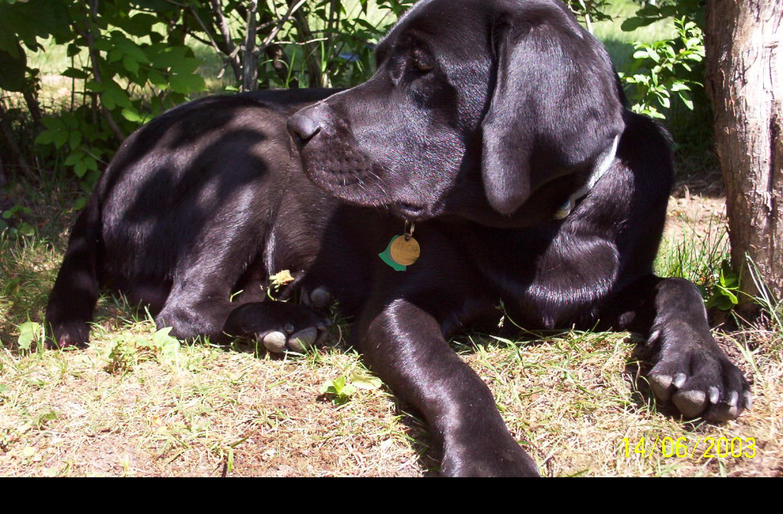 Tapeta labrador_aron