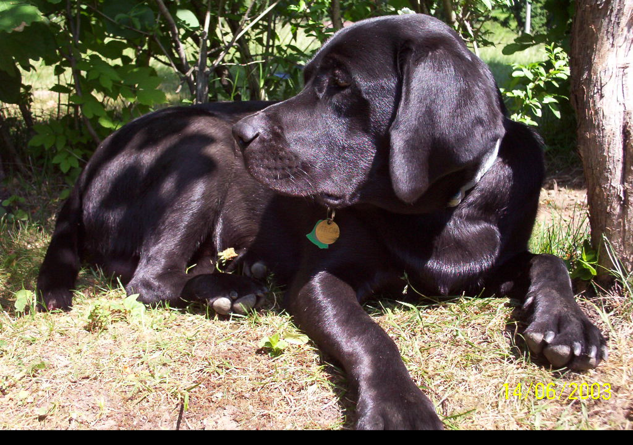 Tapeta labrador_aron