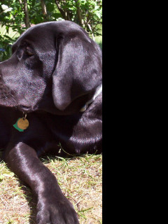 Tapeta labrador_aron