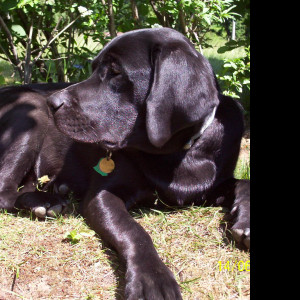 Tapeta labrador_aron