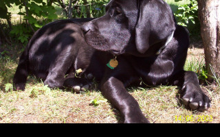 Tapeta labrador_aron