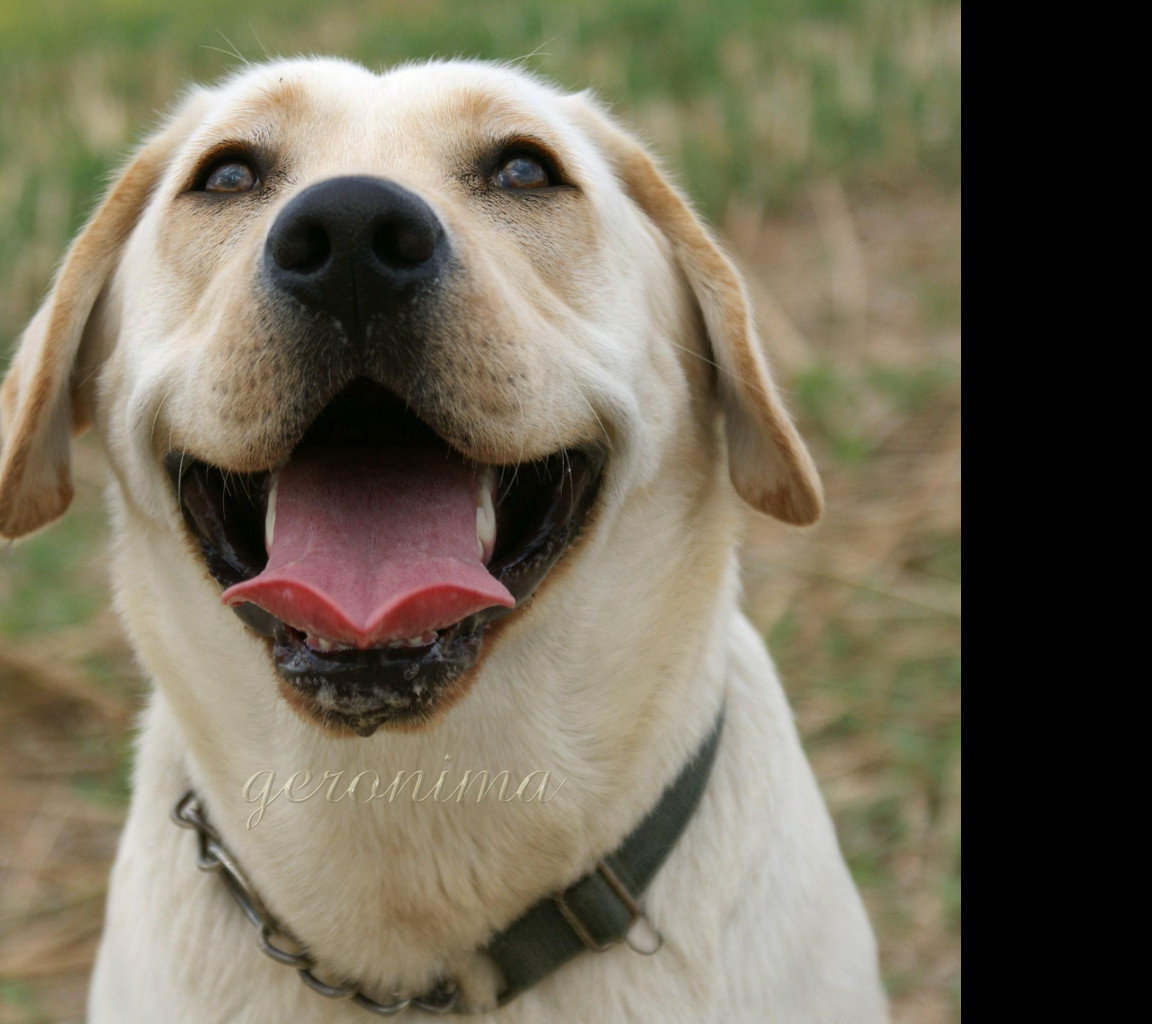 Tapeta labrador_hlava