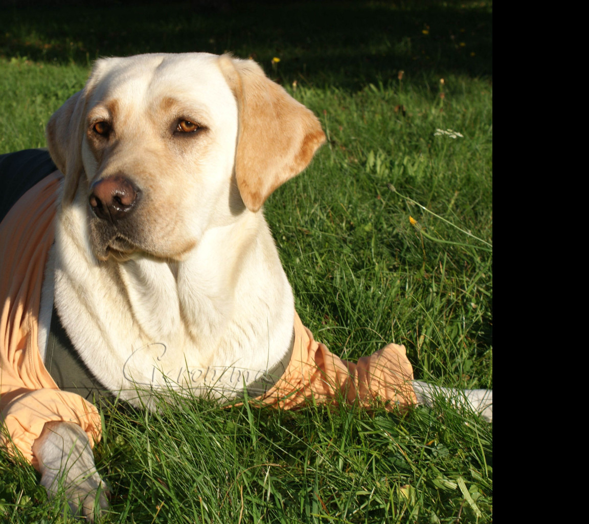 Tapeta labrador_v_triku