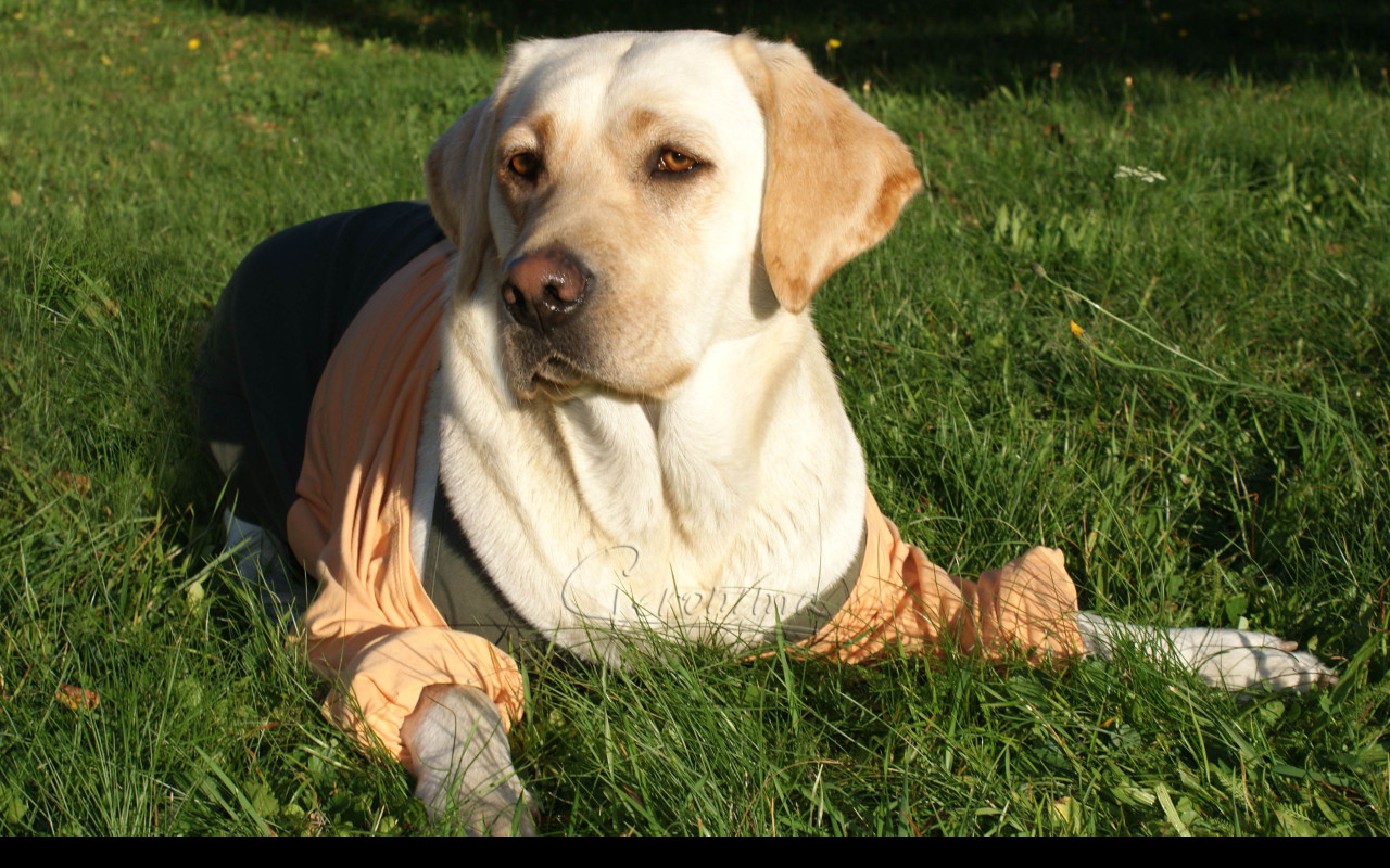 Tapeta labrador_v_triku