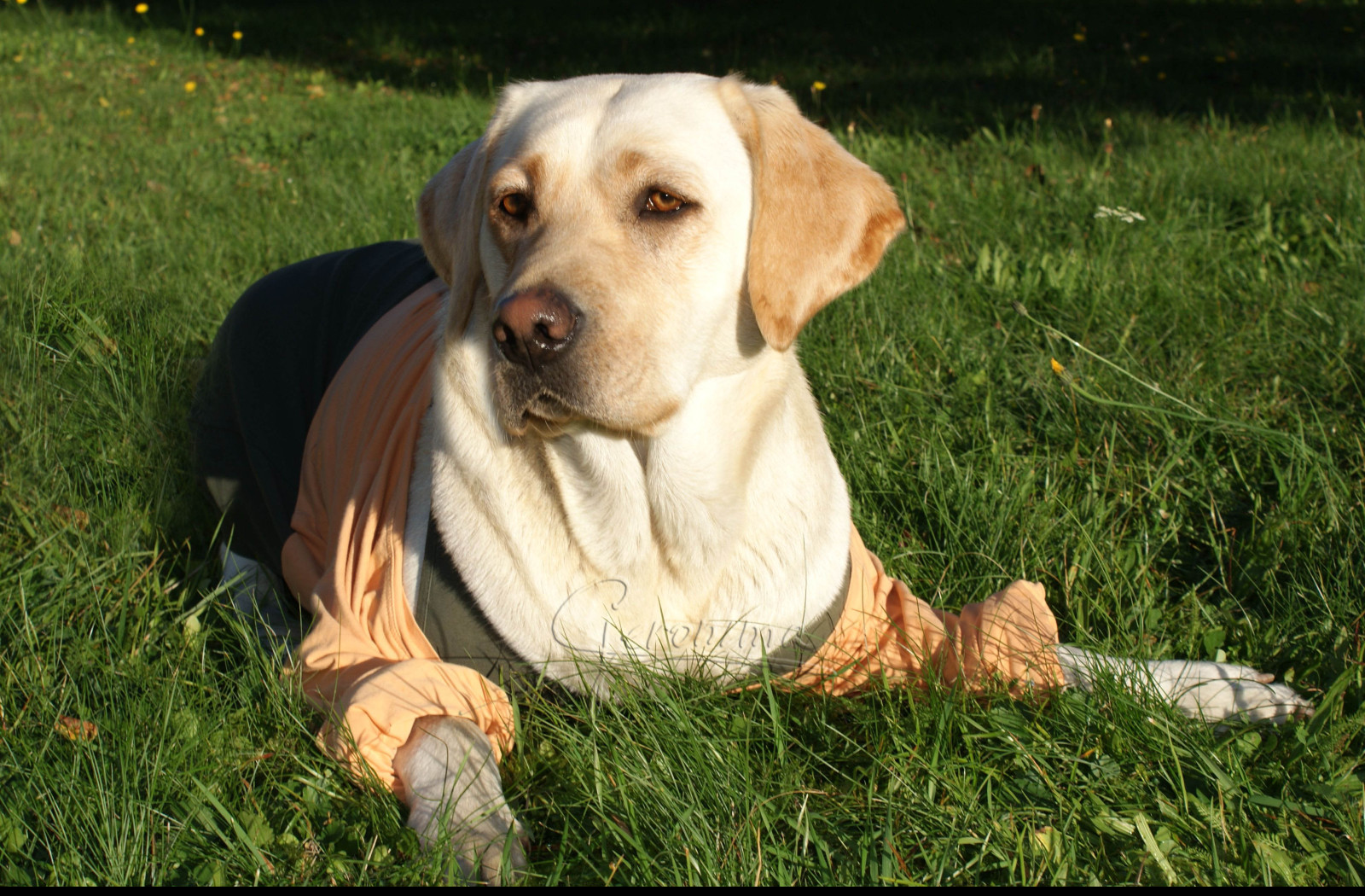 Tapeta labrador_v_triku