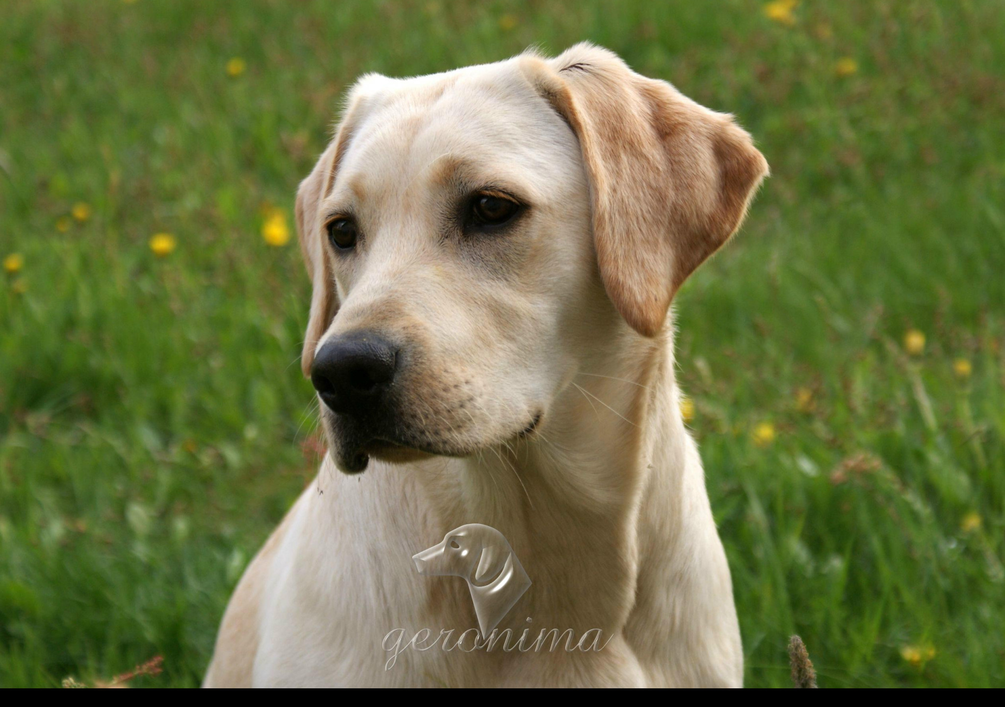 Tapeta labradorsky_retrivr__3