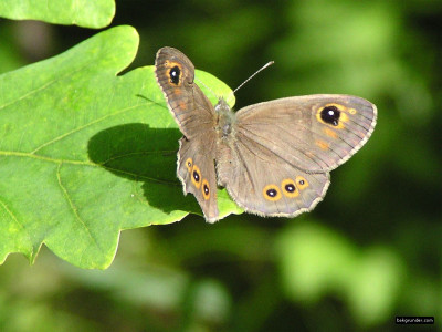 Tapeta: Lasiommata maera