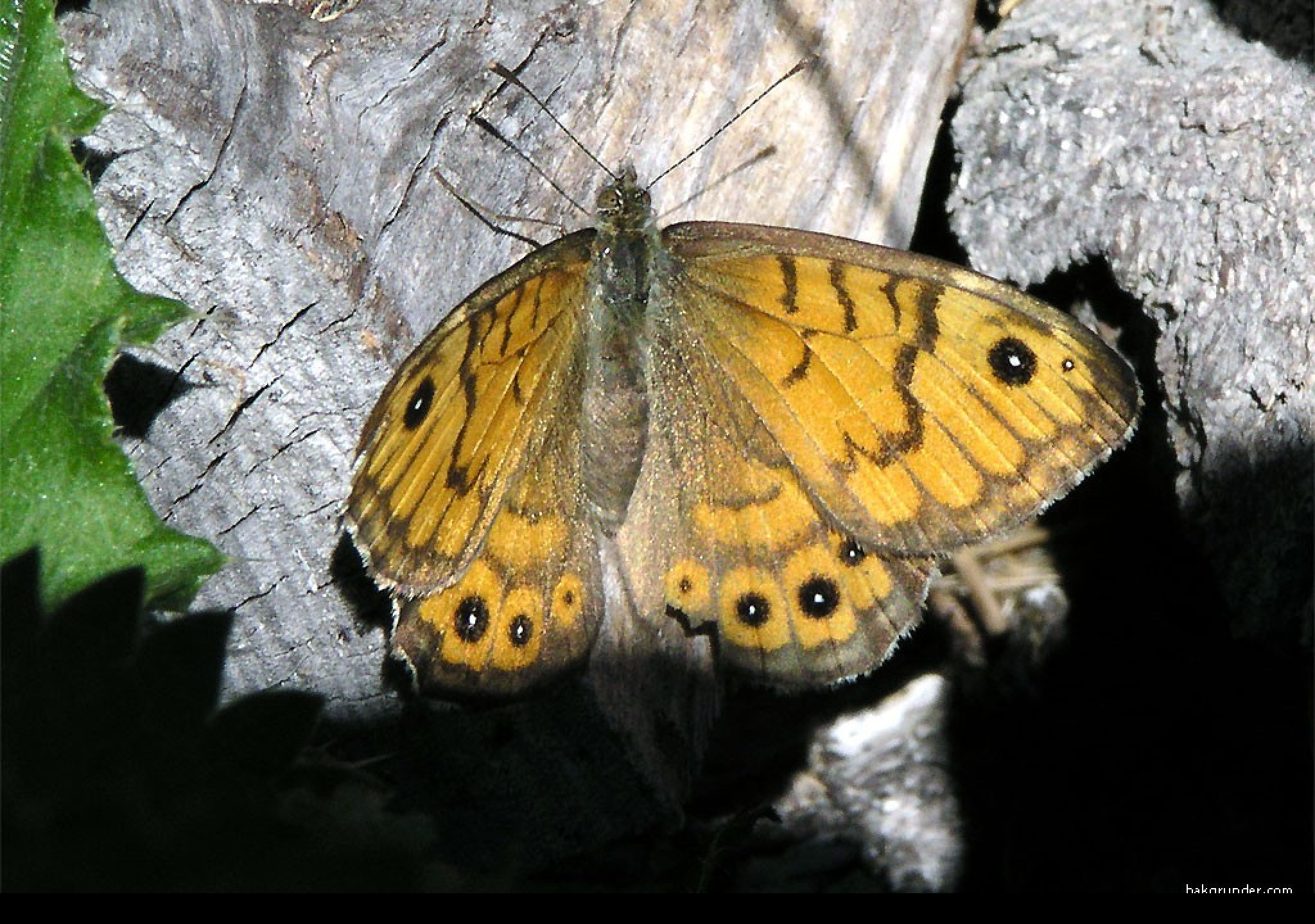 Tapeta lasiommatamegera