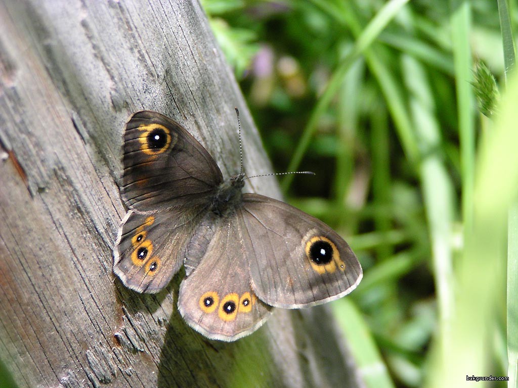 Tapeta lasiommatapetropolitana