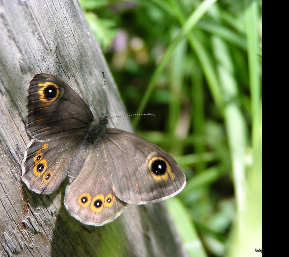 Tapeta lasiommatapetropolitana