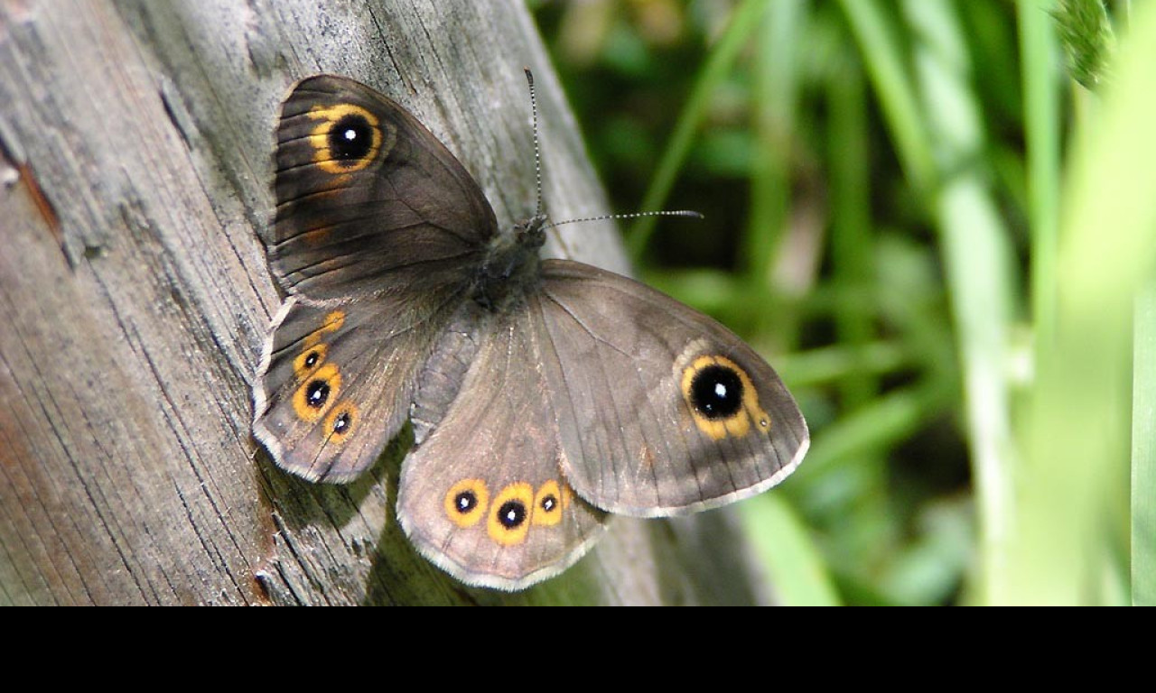 Tapeta lasiommatapetropolitana