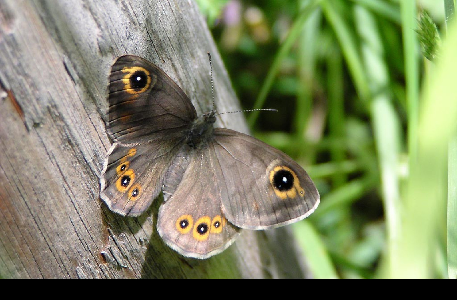 Tapeta lasiommatapetropolitana