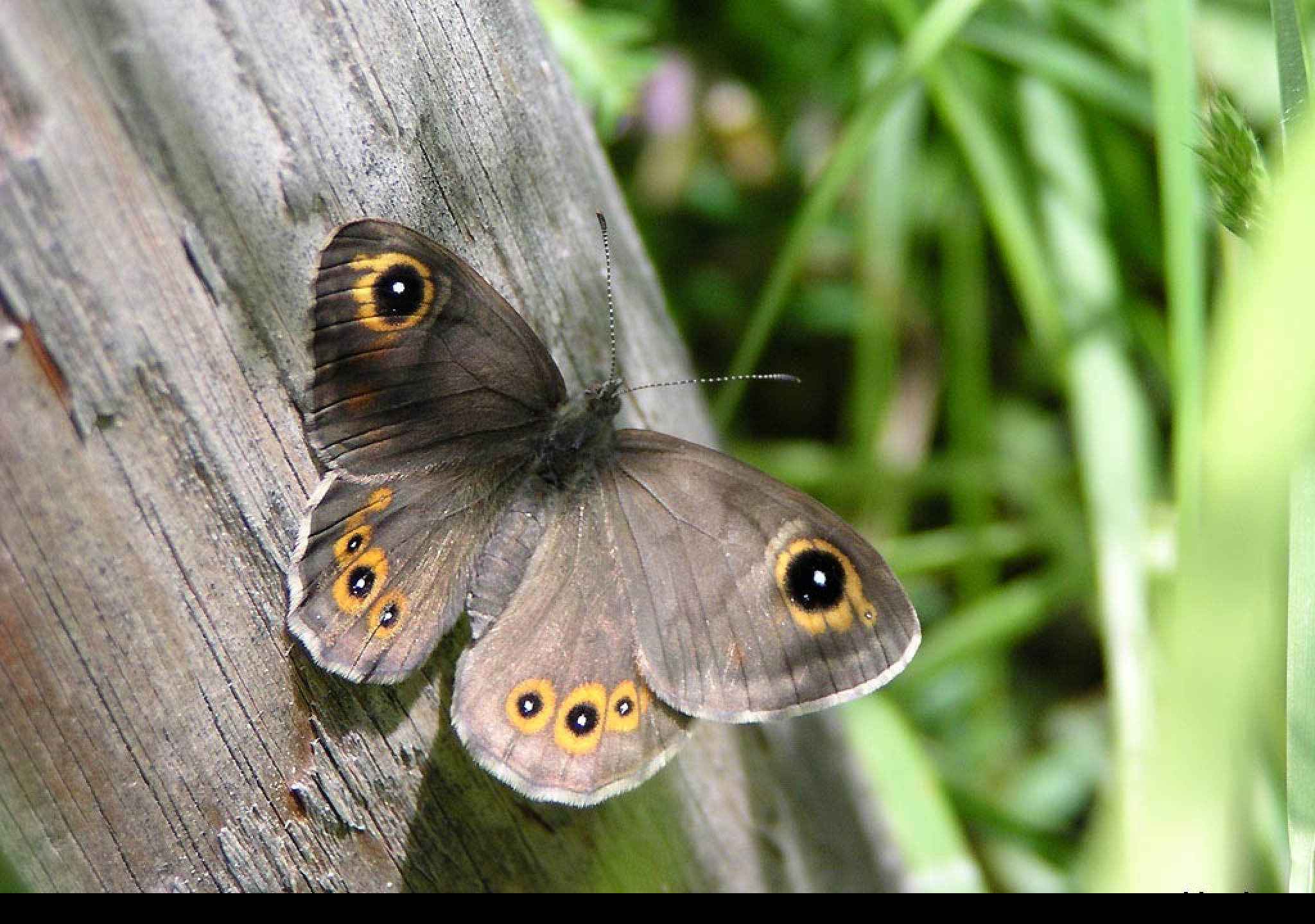 Tapeta lasiommatapetropolitana