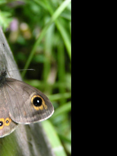 Tapeta lasiommatapetropolitana