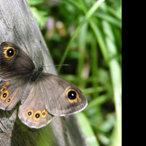 Tapeta lasiommatapetropolitana