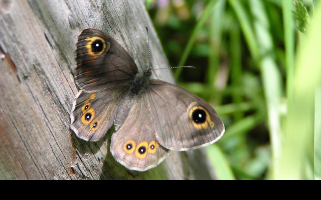 Tapeta lasiommatapetropolitana