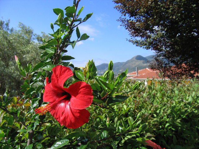 Tapeta lefkada___ibisek