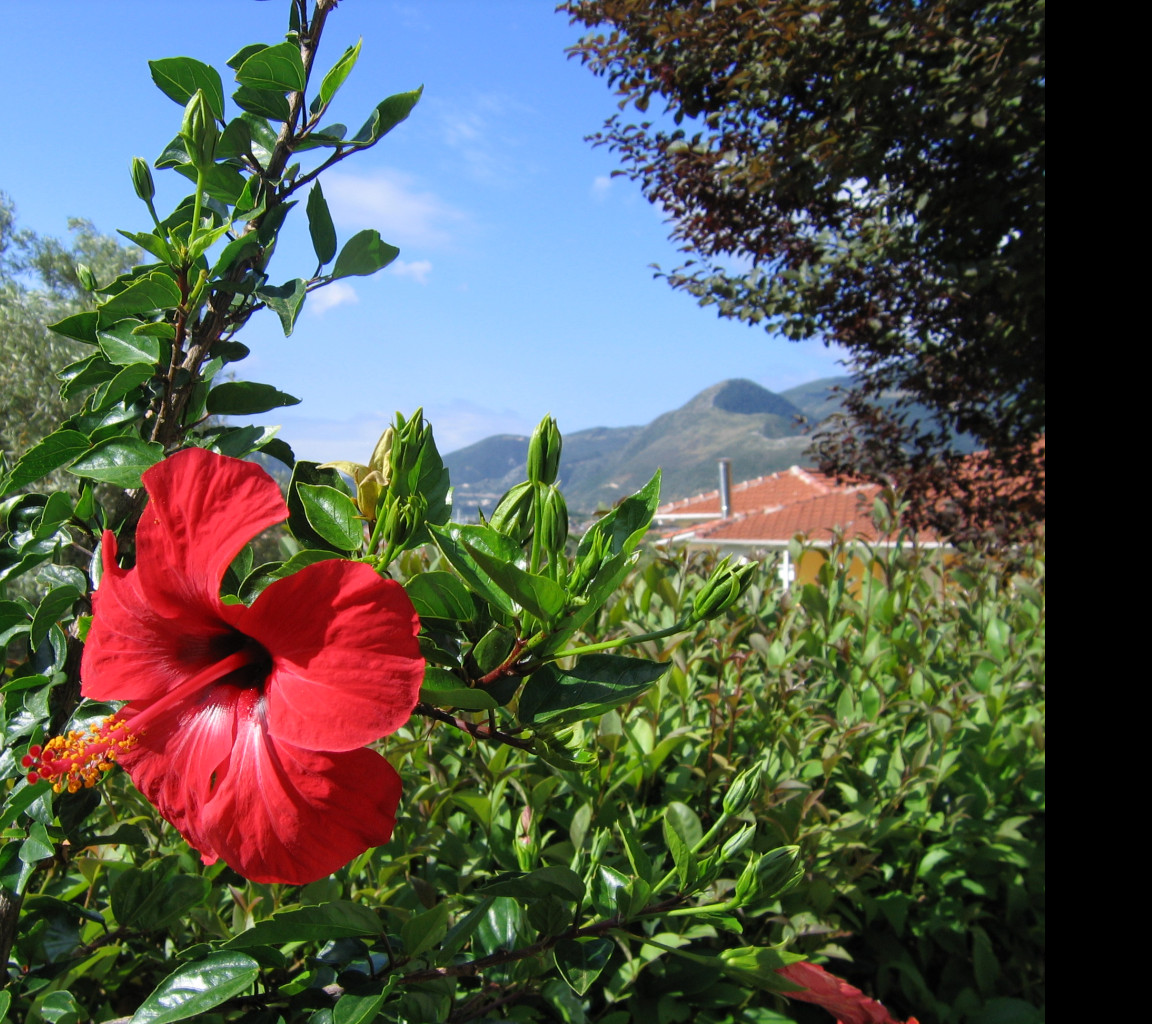 Tapeta lefkada___ibisek