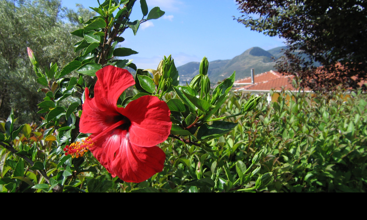 Tapeta lefkada___ibisek