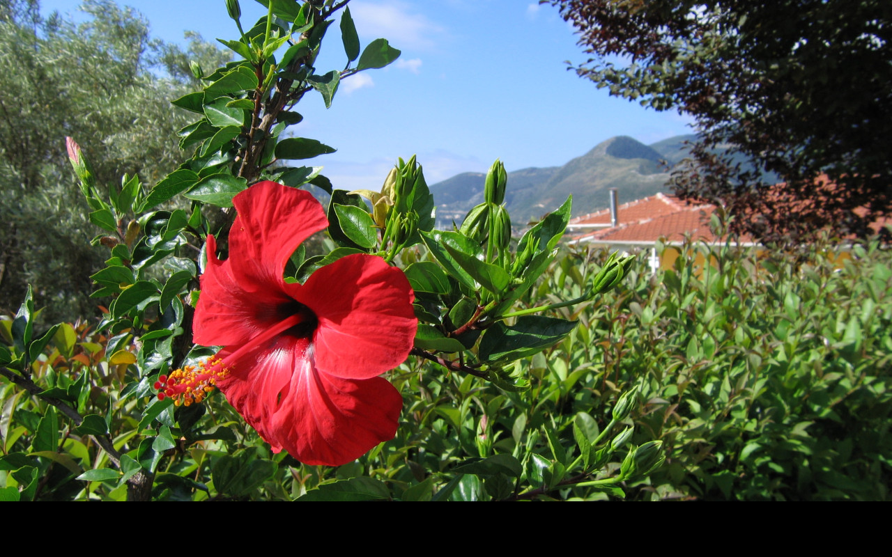 Tapeta lefkada___ibisek