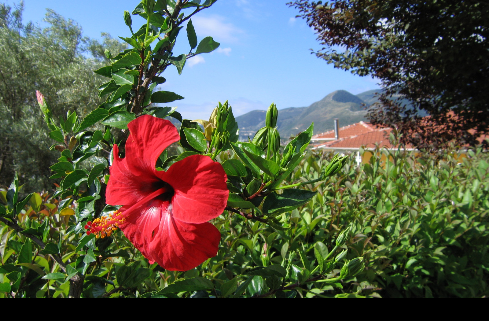 Tapeta lefkada___ibisek