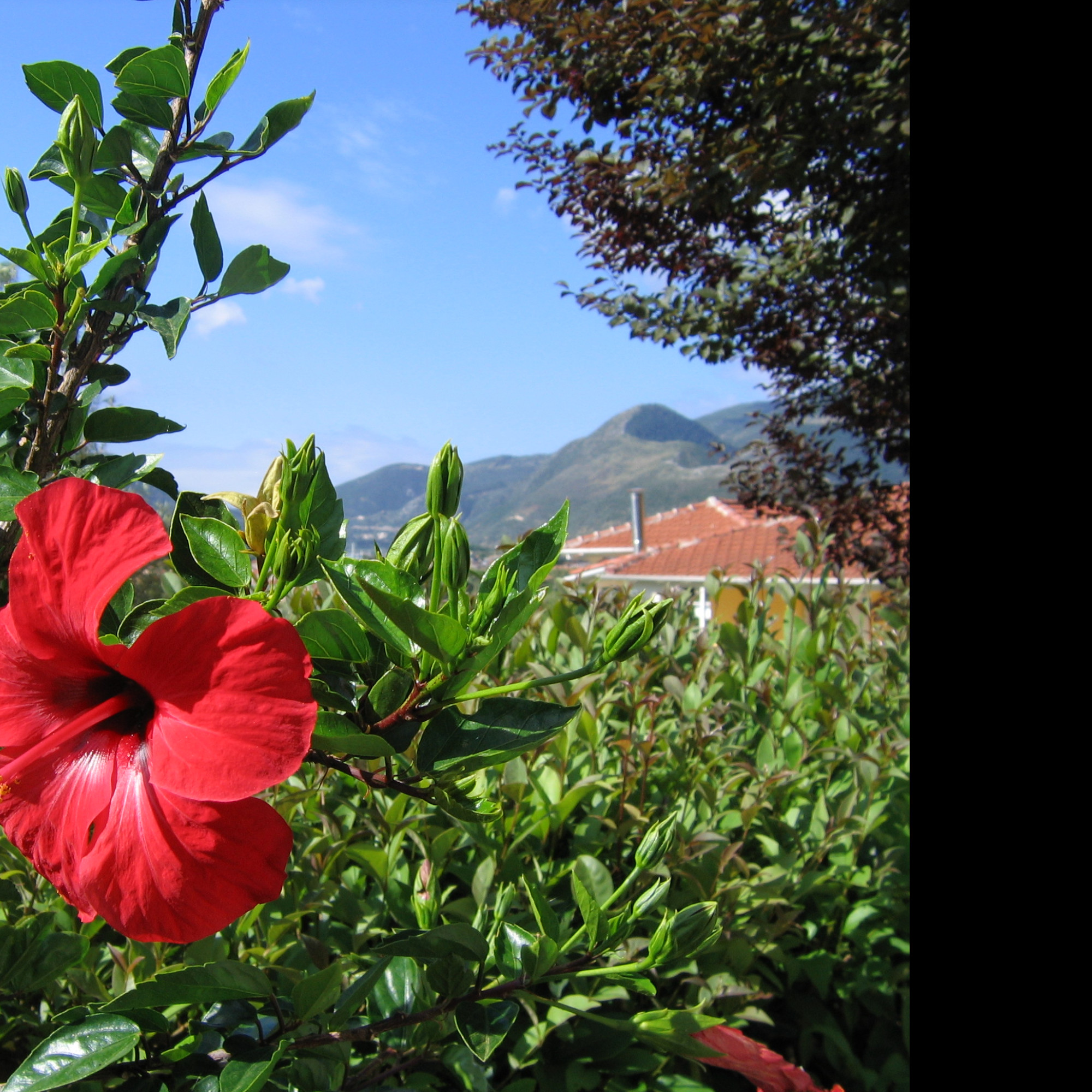 Tapeta lefkada___ibisek