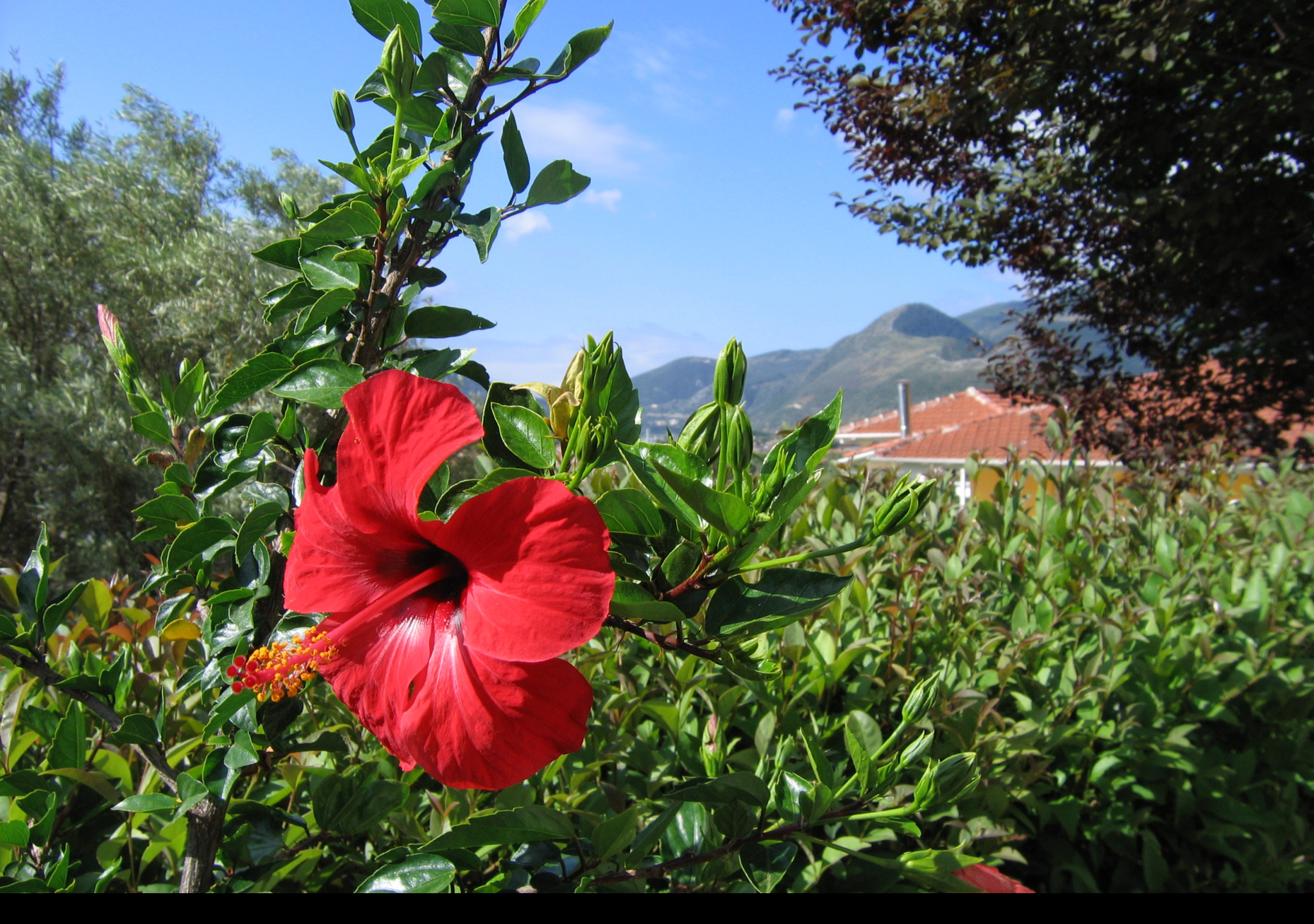 Tapeta lefkada___ibisek